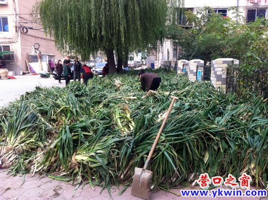 秋菜販賣應規范