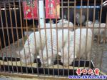 蓋州：購物抽獎能中豬、羊、雞