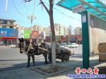 蓋州：公交站點(diǎn)停馬車，小樹竟成拴馬樁
