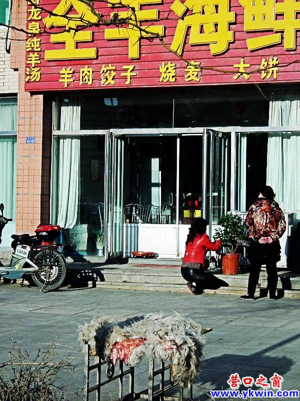 羊皮做‘幌’實在血腥！