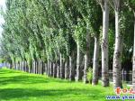 營(yíng)口植物園樹(shù)上的眼睛在流淚