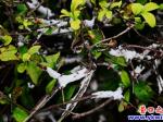 營(yíng)口市夏天驚現(xiàn)雪后樹(shù)掛
