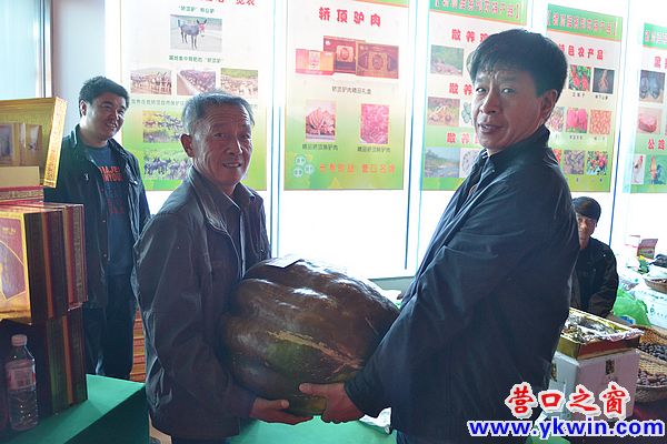 營(yíng)口農(nóng)民種出百斤巨無(wú)霸大南瓜