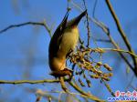 太平鳥(niǎo)裝點(diǎn)濱城