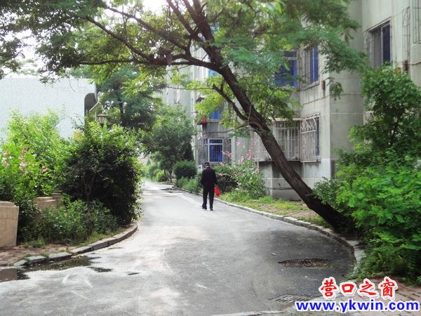 小區內傾倒大樹很危險