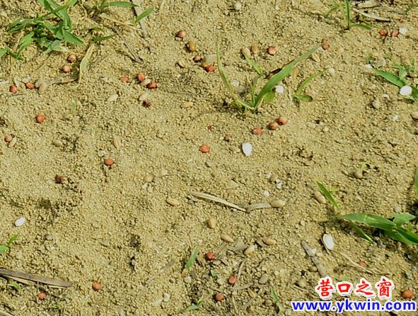 鴨島驚現捕鳥人
