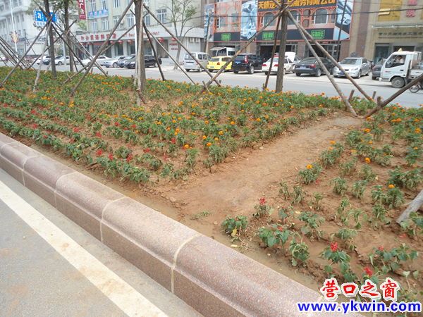 市民走“捷徑” 綠化隔離帶很受傷