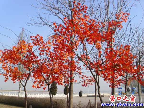 營(yíng)口大遼河邊有片紅樹(shù)林