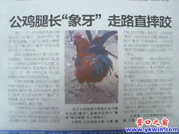 營口公雞因腿長“象牙”名揚(yáng)遼沈
