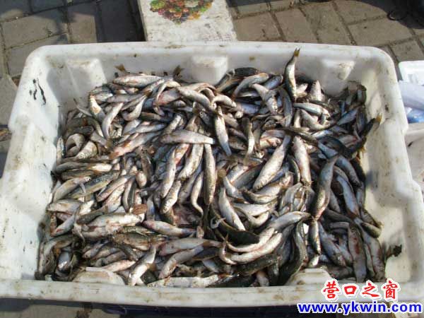 唉！小梭魚看不到春天了