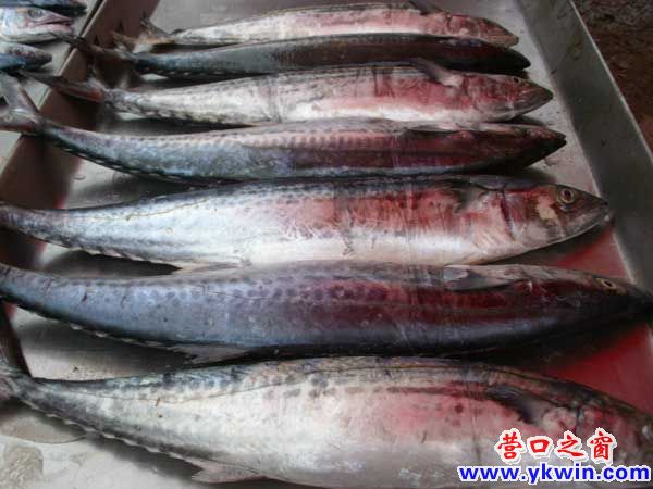 鲅魚新鮮上市 貧民望魚興嘆