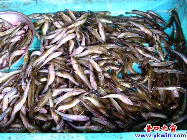 海鯰魚夭折 監(jiān)管者失職
