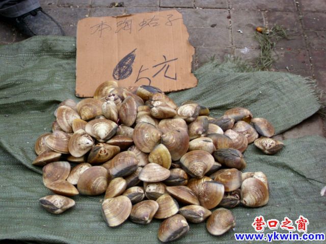 瀕臨絕跡的文蛤今年東山再起