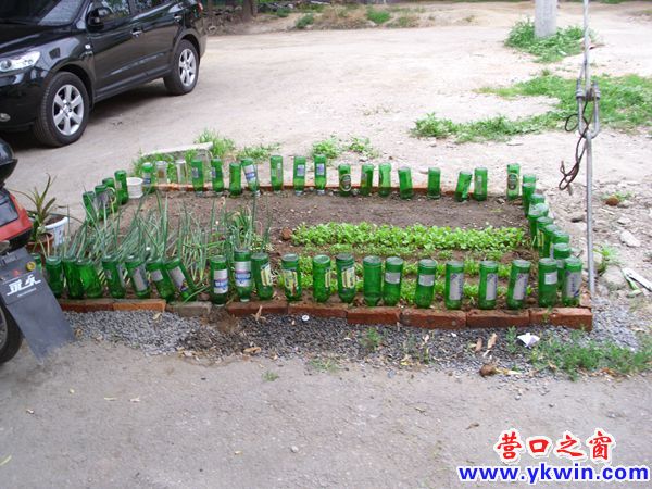 酒瓶保護(hù)小菜園