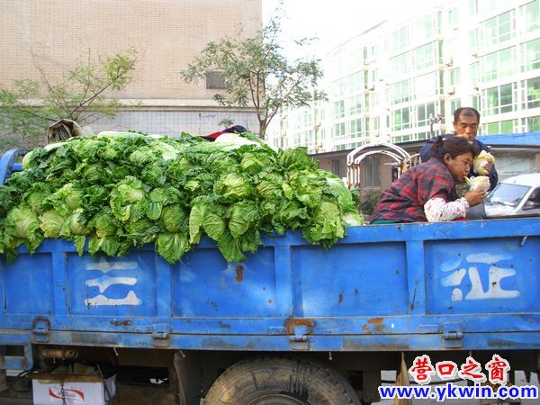 白菜進小區 每斤兩毛錢