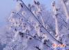 霧凇  3