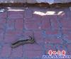 蛇吃老鼠  1