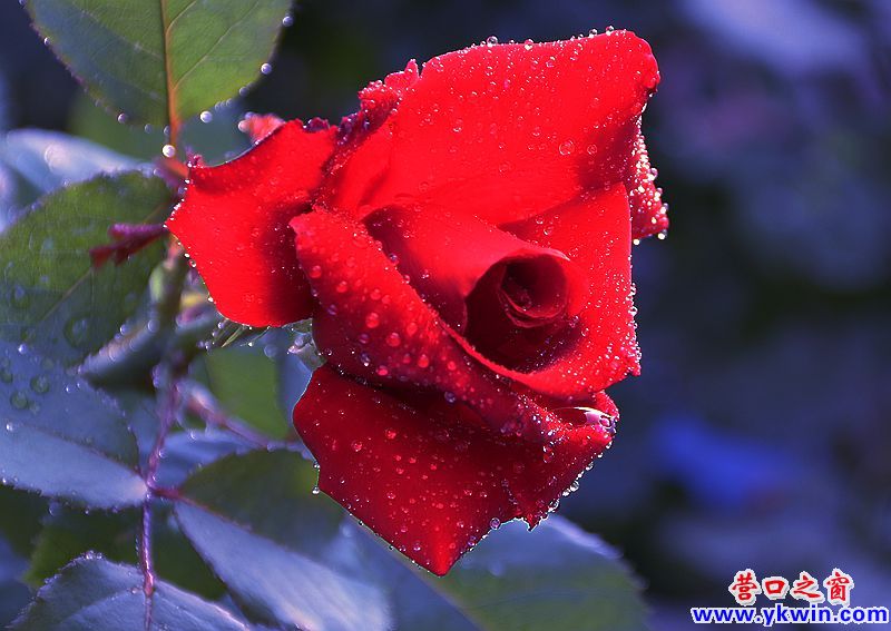 鮮花讓小區“靚起來”
