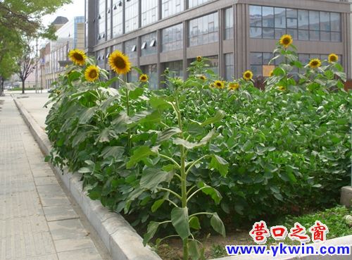 葵花在街邊的豆地盛開(kāi)