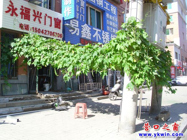 門前種絲瓜  瓜葉成綠蔭