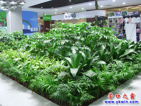 這家超市有個植物園