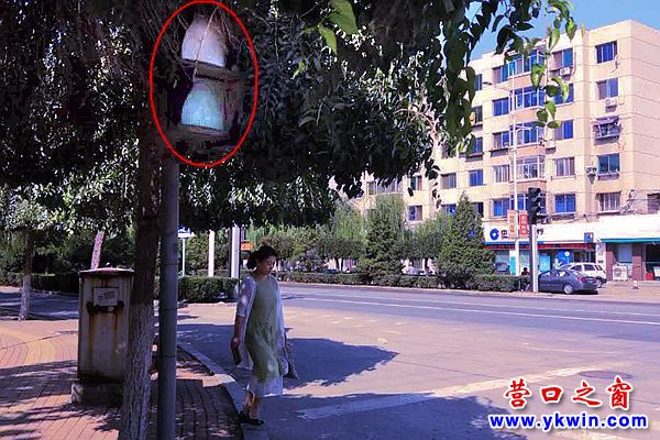信號燈失靈  仨月無人管