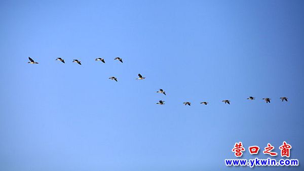 喜見雁陣飛過濱城天空