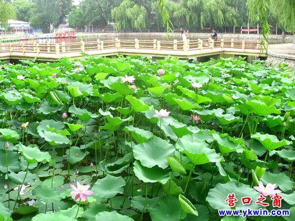 營口城市美了，楞嚴寺公園荷花怒放