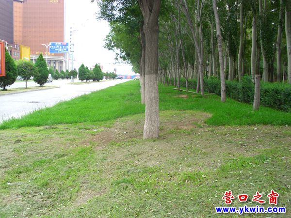 草坪不剪鮮綠養眼 草坪修剪灰頭土臉