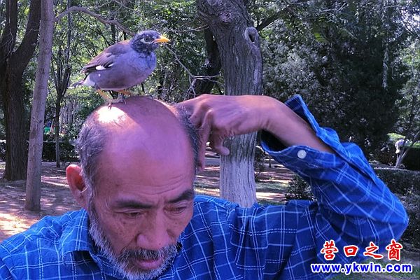 八哥跟著主人散步  心無旁騖！