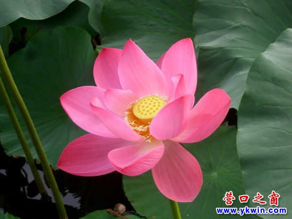 營口楞嚴寺公園：今年最后一朵荷花今晨開放