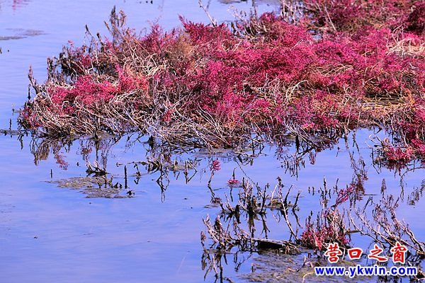 營(yíng)口那片紅