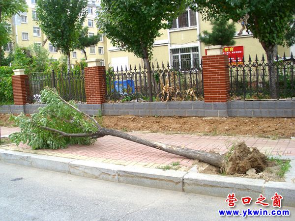 活樹倒伏根部外露急需救助
