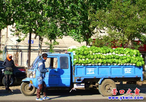 營口今秋大菜市大白菜5角一斤露臉