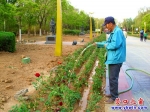 營口楞嚴(yán)寺公園中軸線兩旁增開月季花
