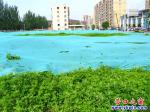 營口市河畔小區(qū)西鄰那片空地春天穿冬裝