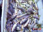 營(yíng)口今冬黃花魚(yú)開(kāi)恩讓所有市民吃得起
