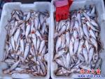 營(yíng)口市通惠門(mén)市場(chǎng)：箭扣魚(yú)十元三斤