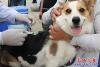 文明養犬 共建和諧營口5