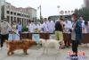 文明養犬 共建和諧營口8