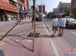 粗心！樹支撐架伸到路面 市民擔(dān)憂其安全