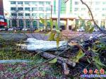 營口市新興大街：柳樹下崗 國槐接班